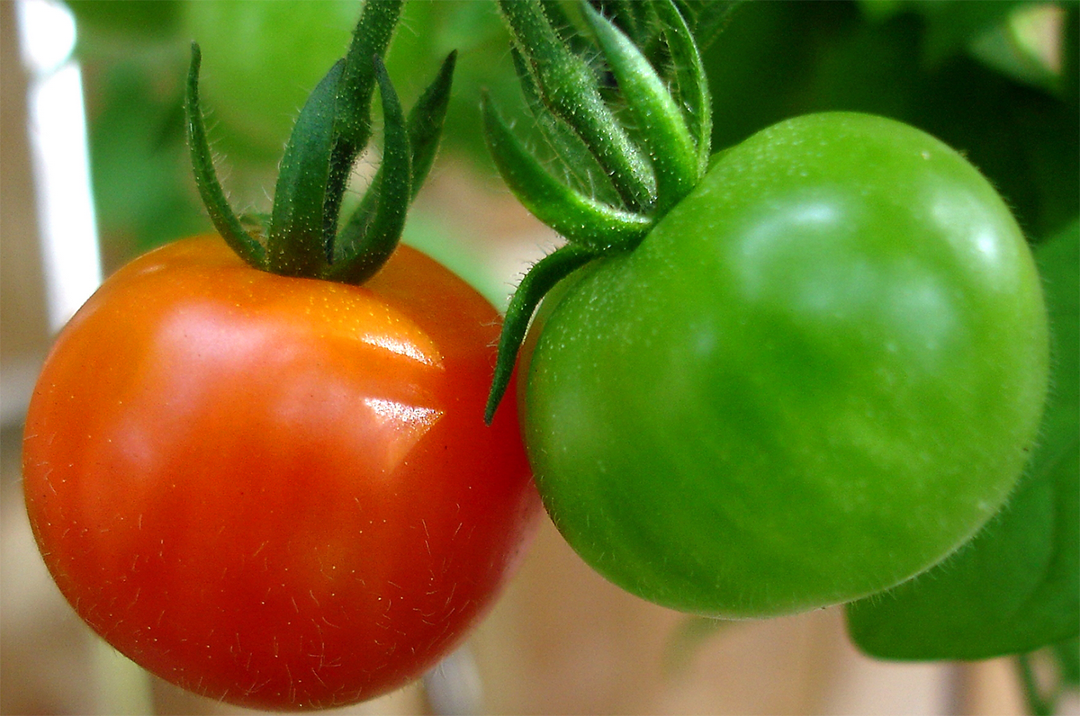 Blog - Red and Green Tomatoes