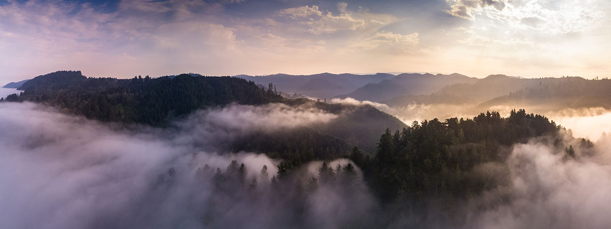 Aerial Panorama Of California Coastal Redwoods