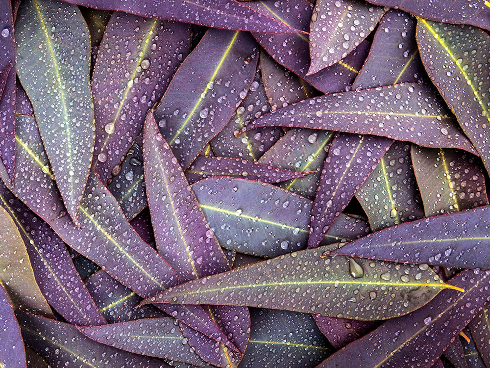 Eucalyptus leaves with raindrops