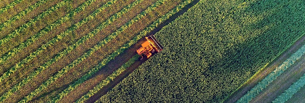 Aerial view harvesting at sunset