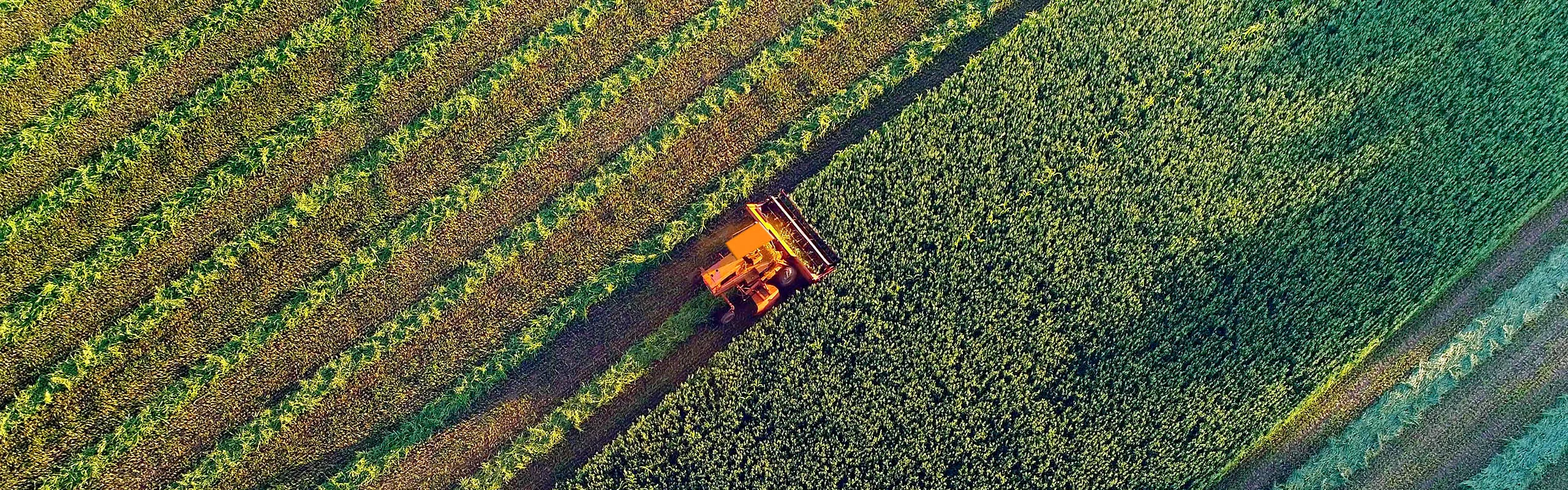 Aerial view harvesting at sunset