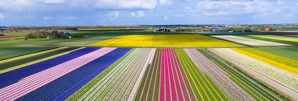 Aerial view of tulip field