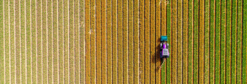 Tractor working on the tulip field