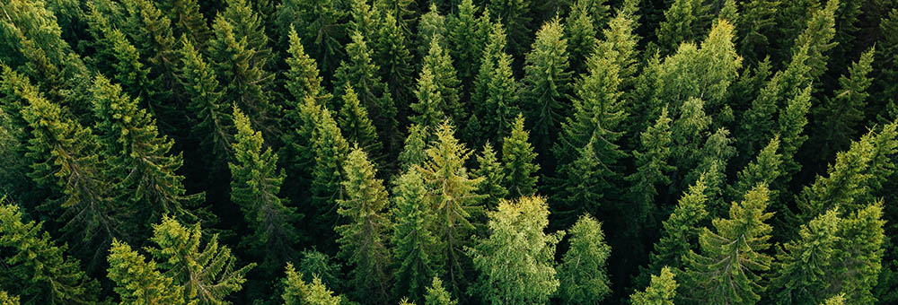 Aerial view of trees in Finland