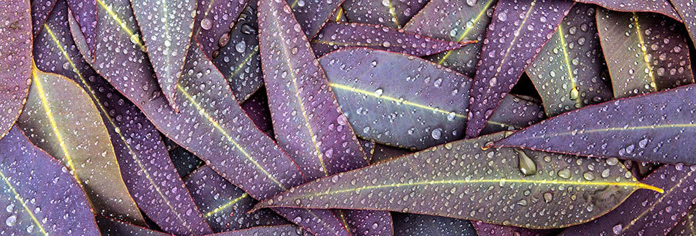 Eucalyptus leaves with raindrops