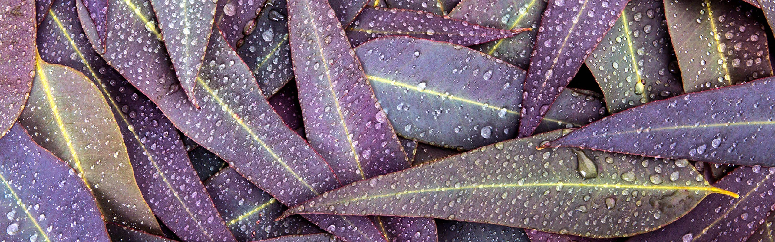 Eucalyptus leaves with raindrops