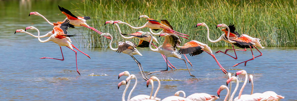 Flock of Pink Flamingos