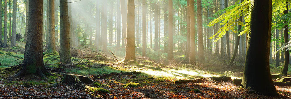 Fog in a misty morning green pine forest