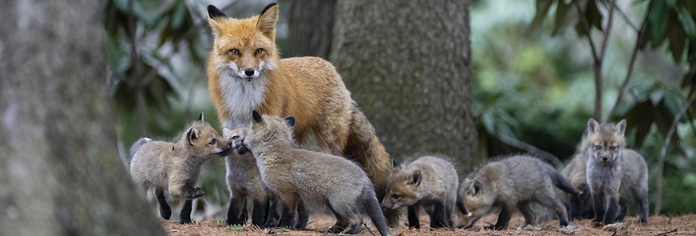 Mother feeding fox pups