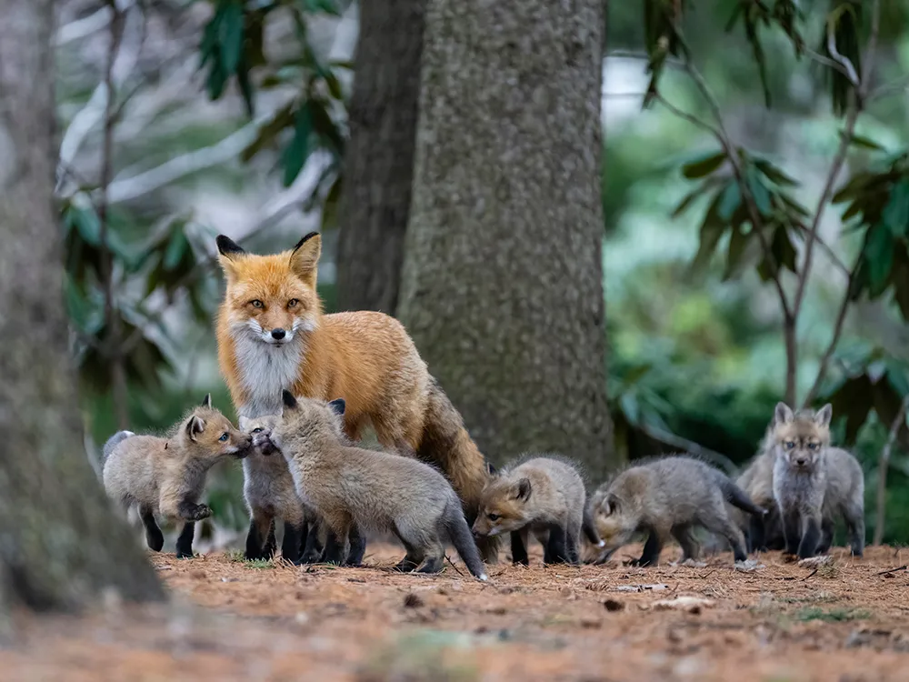 Mother feeding fox pups