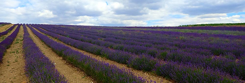 Purple lavender fields