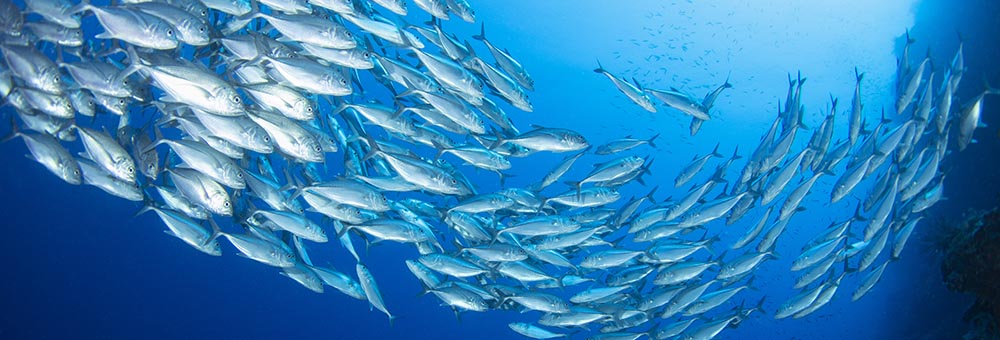 School of trevally fish