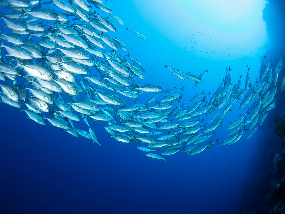 School of trevally fish