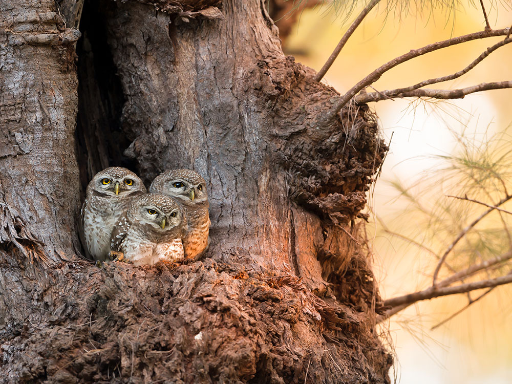 Spotted owlet family (Athene brama) at nest