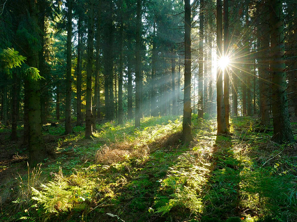 Sunbeams breaking through Spruce Tree Forest at Sunrise