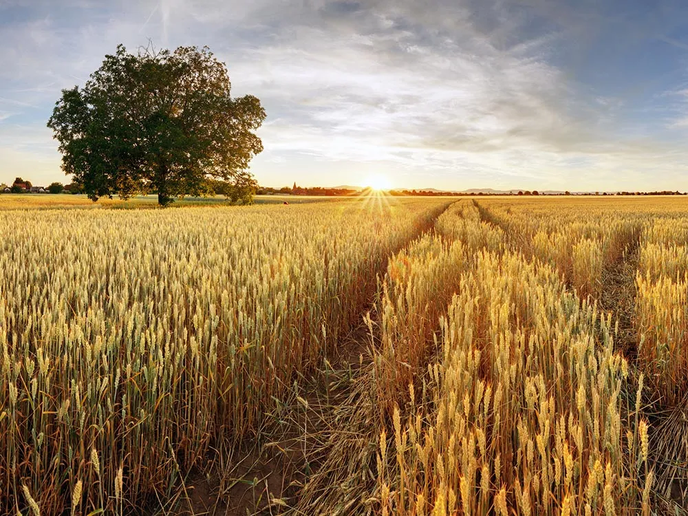 Rural landscape with wheat field on sunset