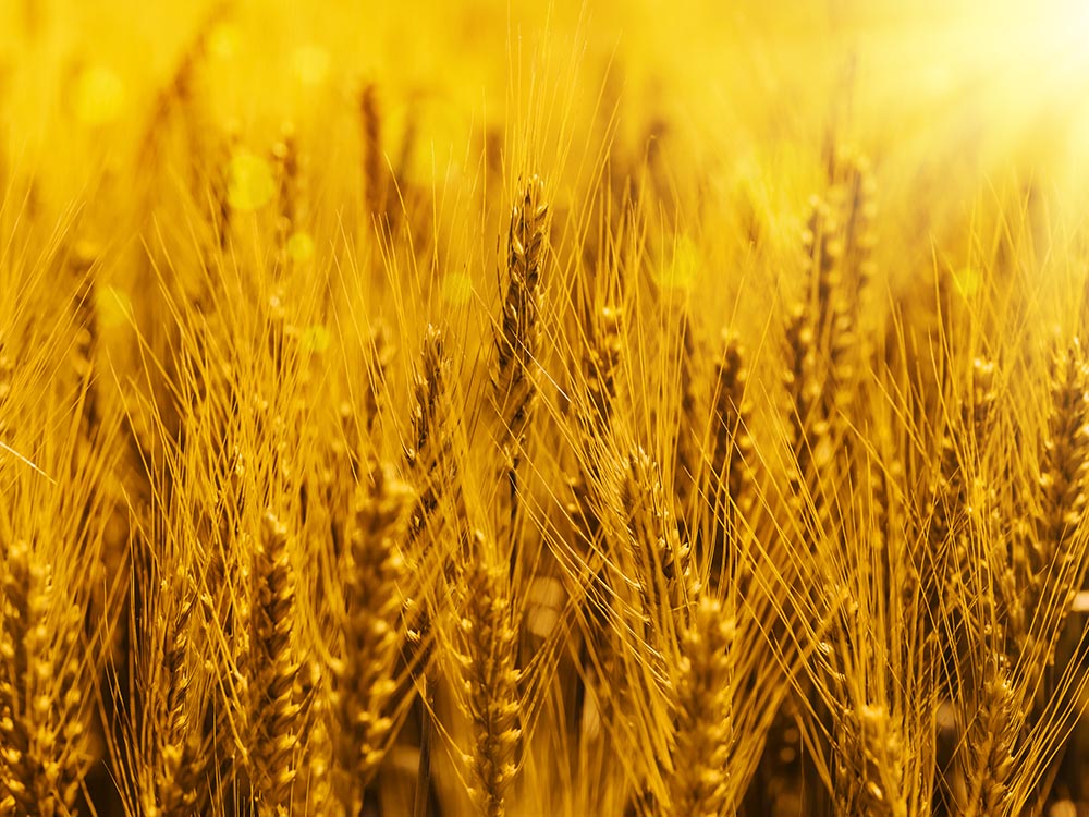 Wheat field