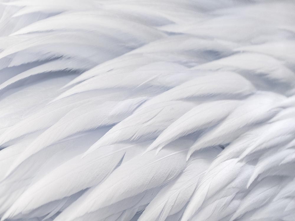 White Pelican feathers