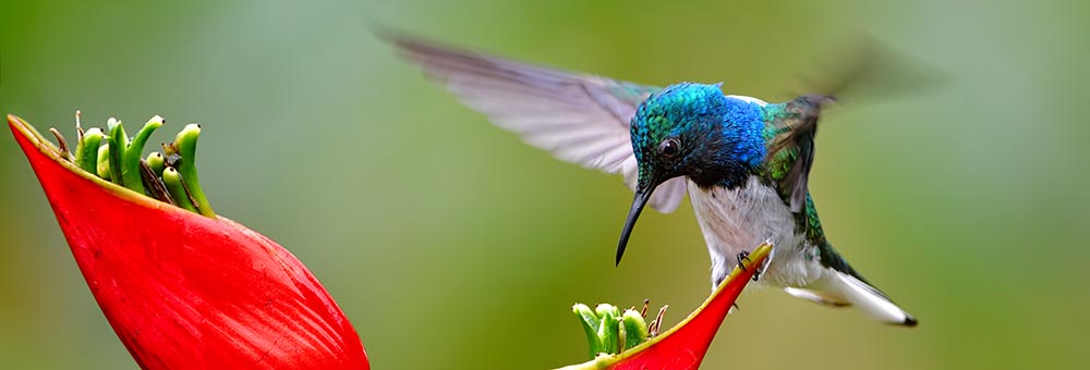 White-necked Jacobin (Florisuga mellivora)