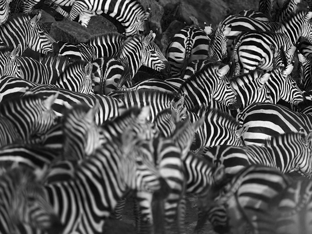 Zebra herd