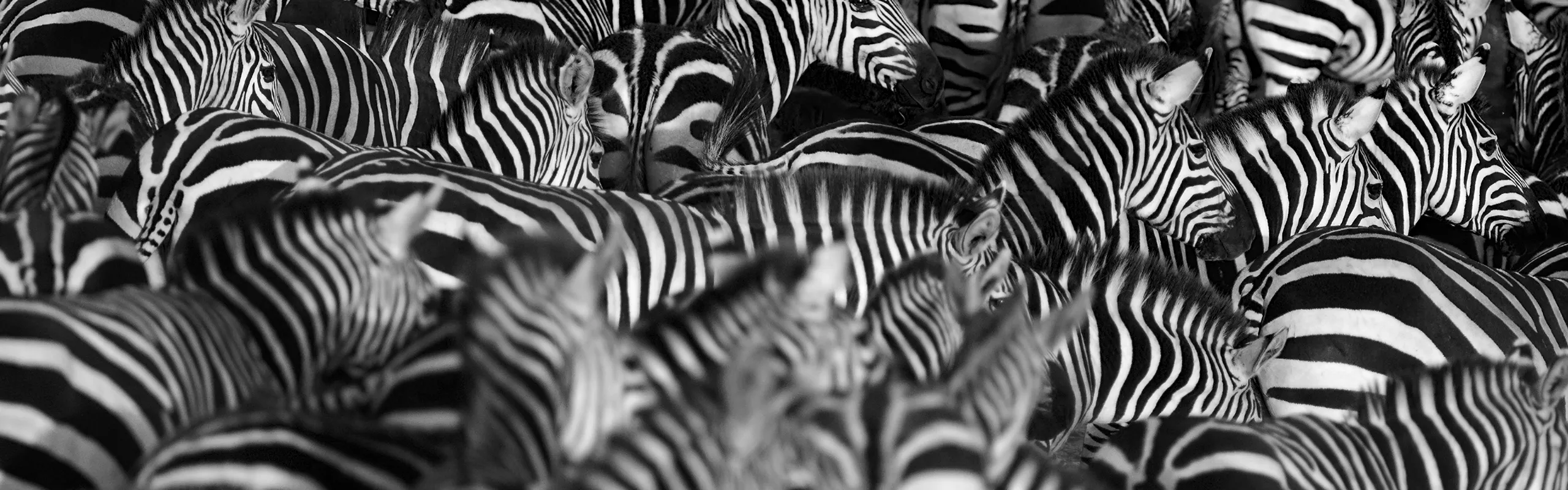 Zebra herd