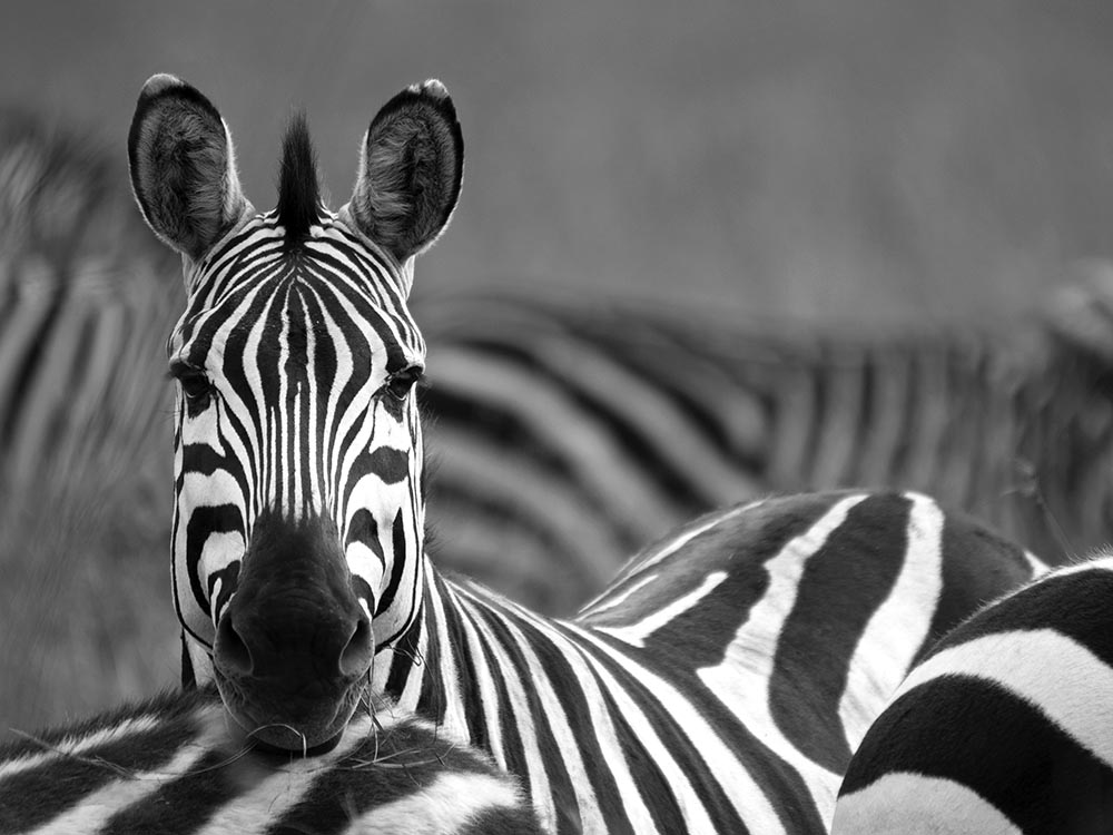 Zebra portrait