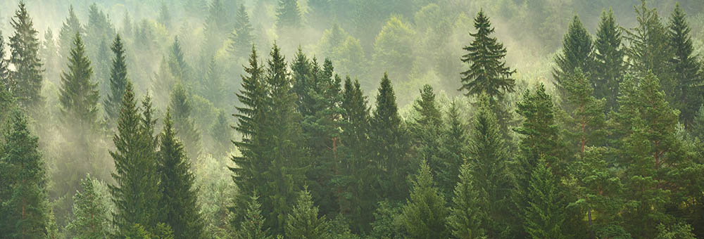 Aerial View of foggy Pine Forest At Sunrise