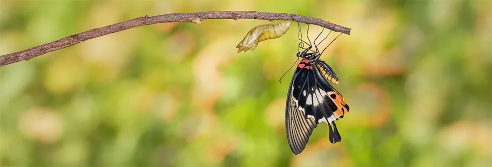 Butterfly emerging from chrysalis symbolizing transformation and effective change management