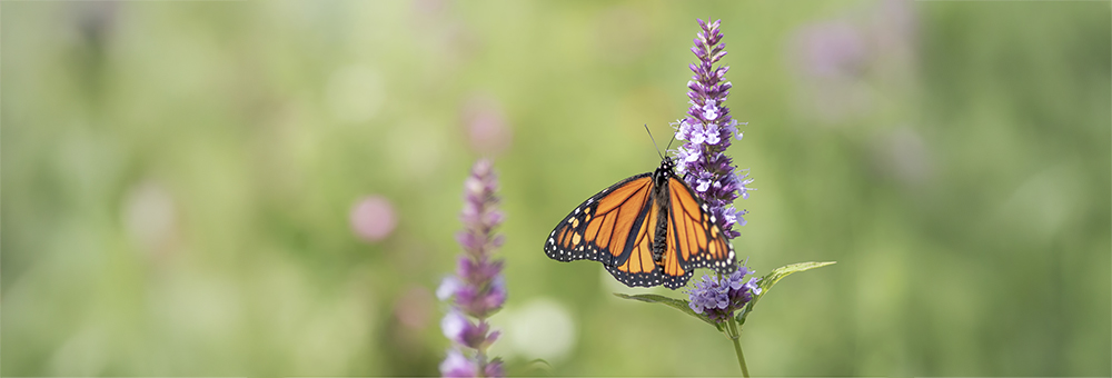 A beautiful monarch butterfly