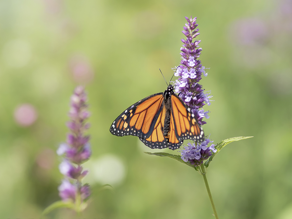 Butterfly emerging from chrysalis symbolizing transformative change in management processes